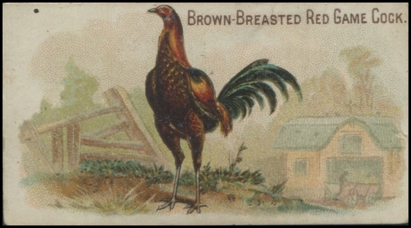 Brown Breasted Red Game Cock
